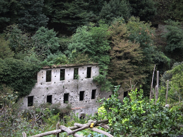 Las ruinas de un antiguo molino de papel, conquistado por los árboles y la naturaleza.
