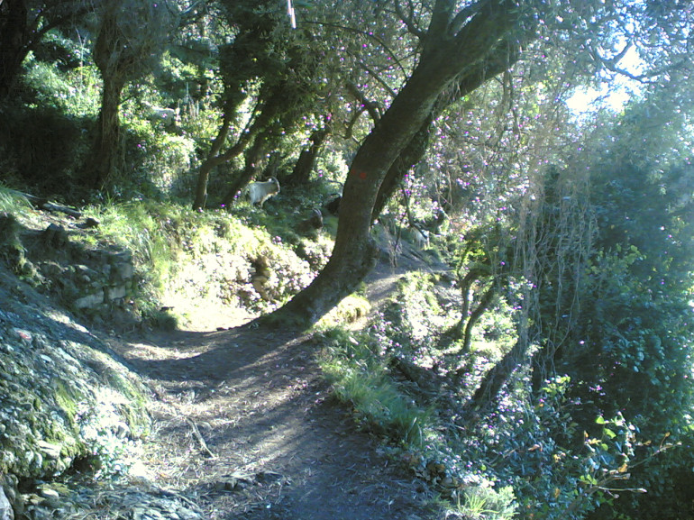 Un camino de tierra serpentea a través de los árboles, el sol se filtra a través de las ramas