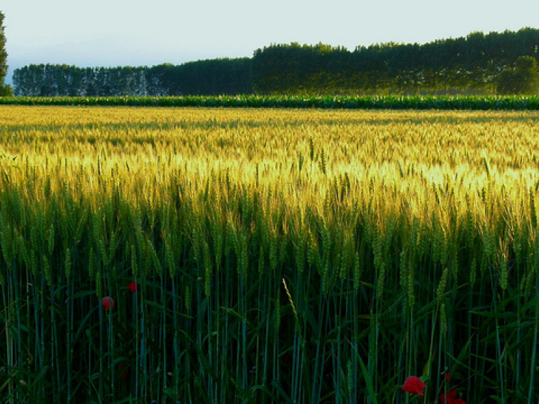 campos de trigo verde