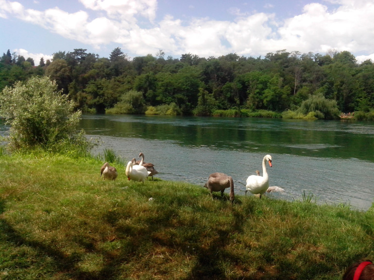 Una familia de cisnes en la orilla del río Adda