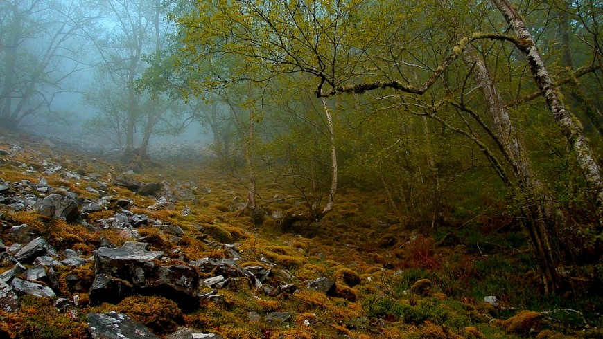 Bosque de Muniellos. Foto de Mario Quevedo vía Flickr