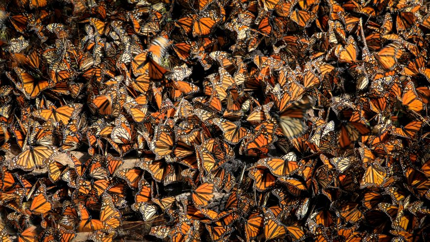 Reserva Mariposa Monarca, Michoacan, Mexico