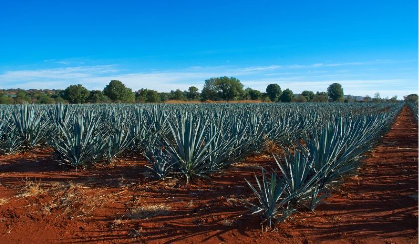Tequila agave