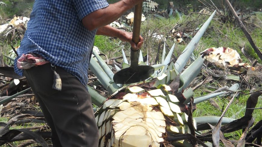 jimador de agave, Tequila, Mexico