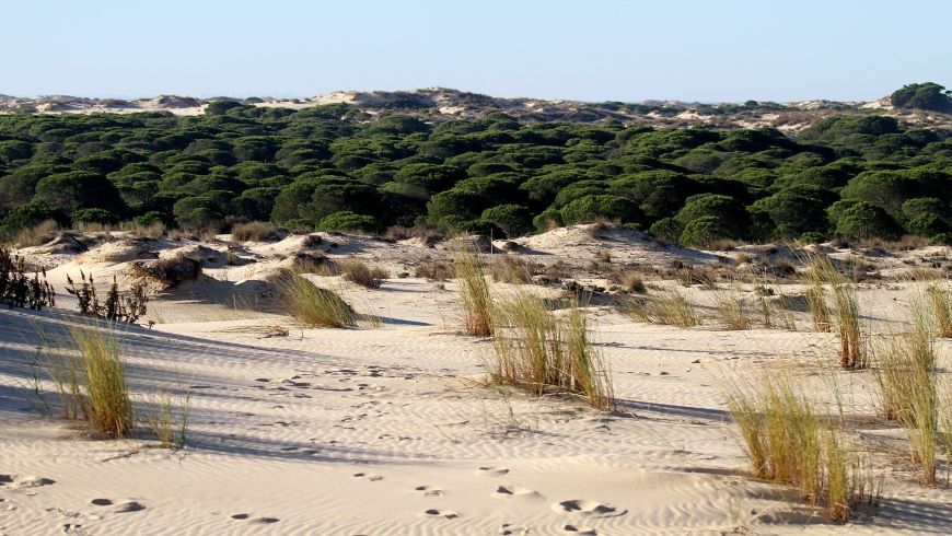 Ecoturismo en España: Parque Nacional de Doñana