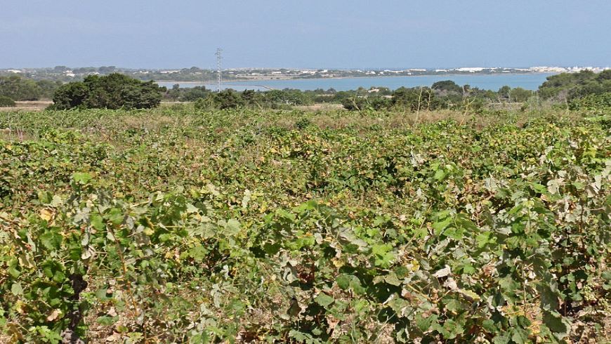 Formentera: Camí de Ses Vinyes 
