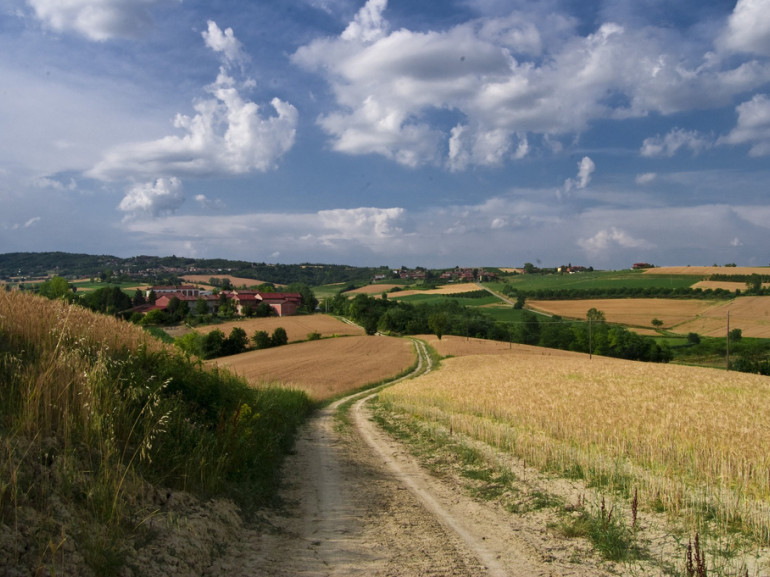 colinas de Monferrato con campos de maíz