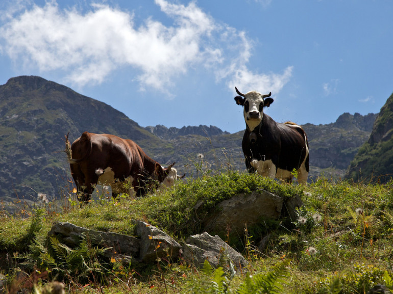 dos vacas en los pastos de montaña con algunos picos a hombros