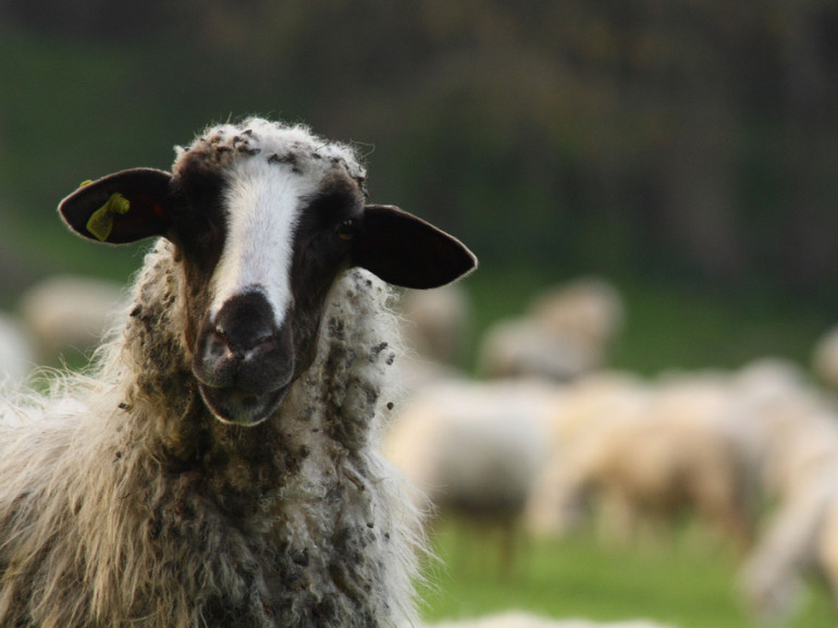 Las ovejas de la campiña romana, lo que produce un percorino exquisita.