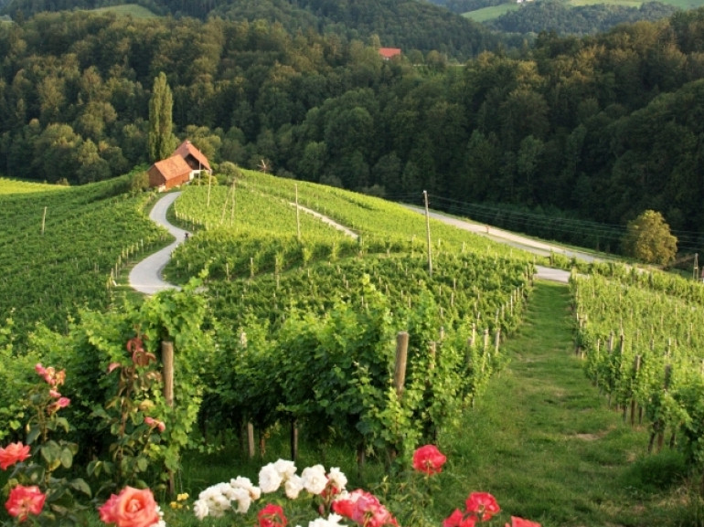Viñedos cerca de Maribor, una de las capitales del vino de Eslovenia
